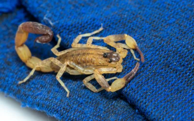 Spiders and Scorpions: How to Deal with Dangerous Pests