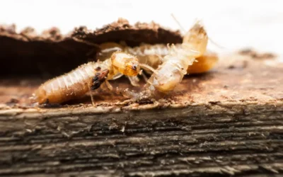 Termite Extermination: Protect Your Property Against Termites