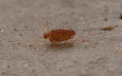 Residential Pest Control: Safety for Your Family